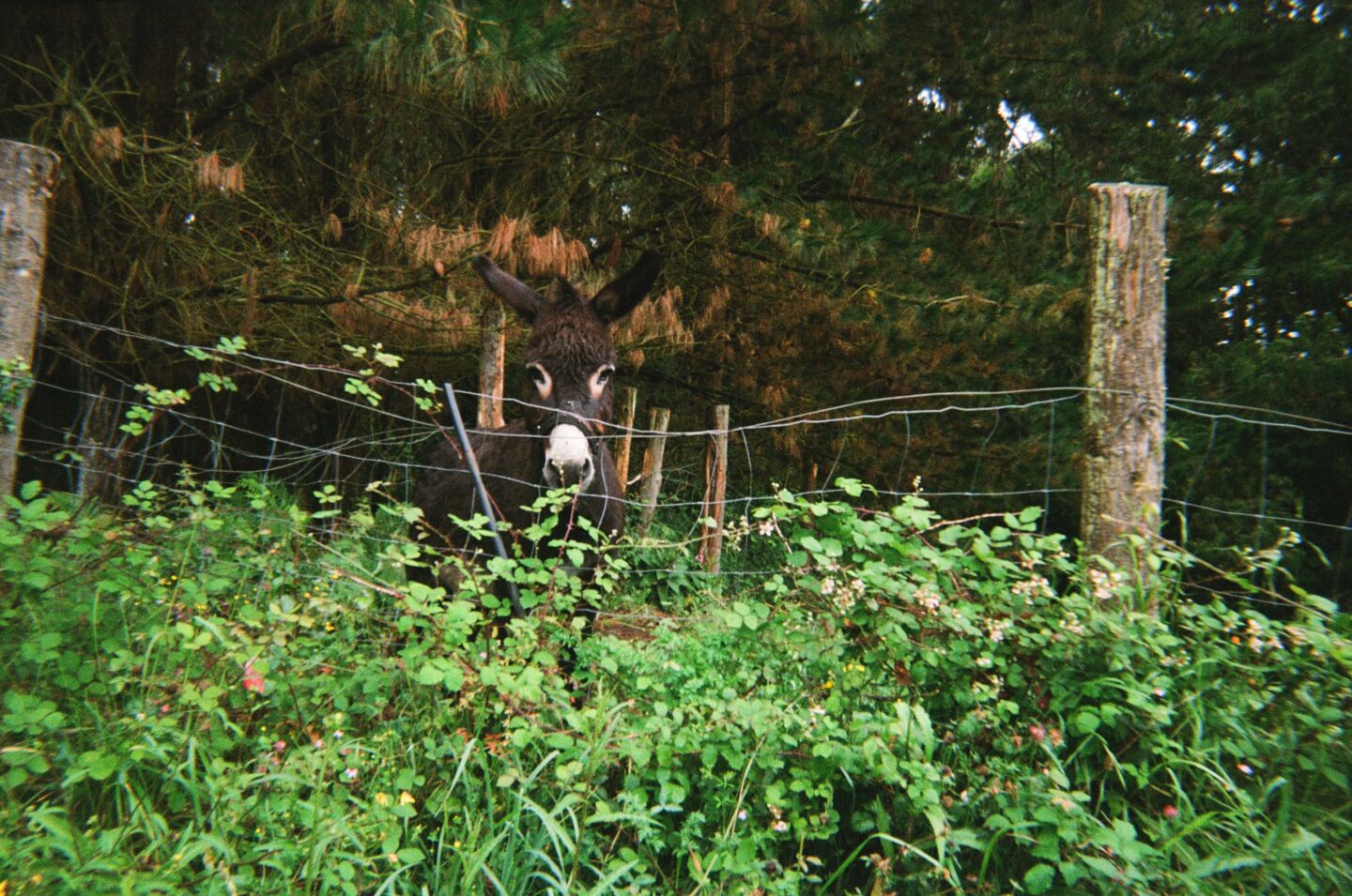 Sav Donkez Spain Asturias